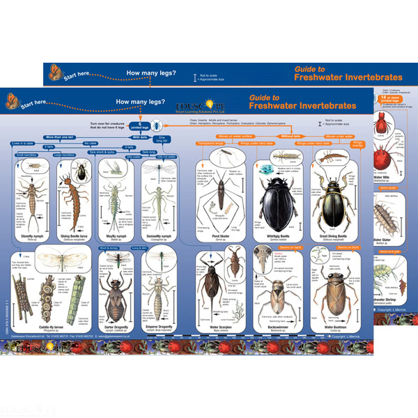 Key to Identifying Water Invertebrates