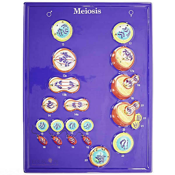 Meiosis Model