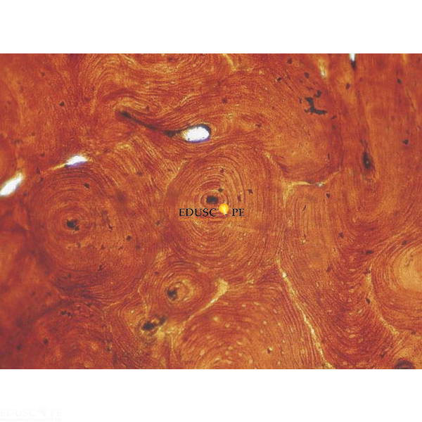 Basic Histology Slide Set of 25