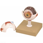 Eye 3 times full size Model