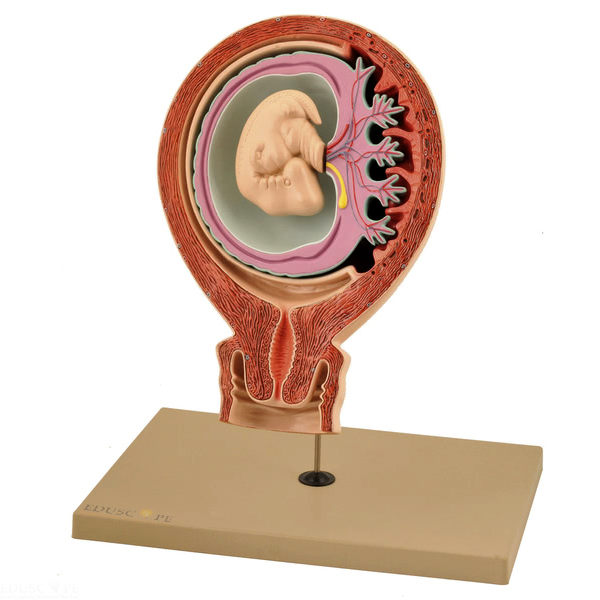 Human Foetus Model