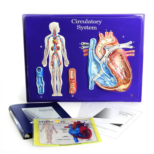 Circulatory System Model Activity Set