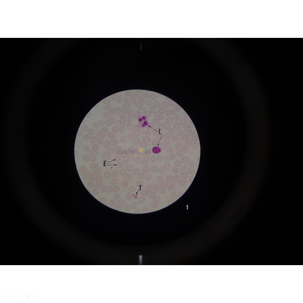 Microslide The Circulatory System