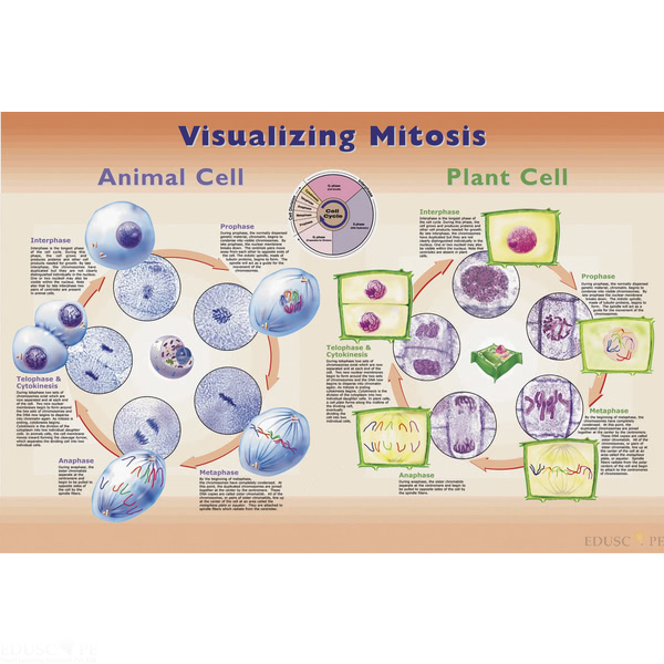 Visualizing Mitosis Poster
