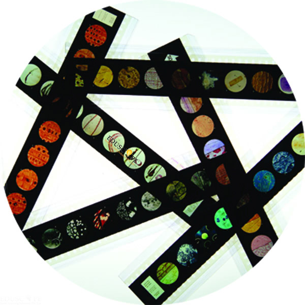 Microslide Helpful Bacteria