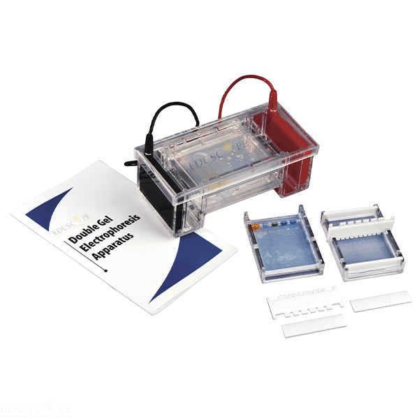 Double Gel Electrophoresis Apparatus
