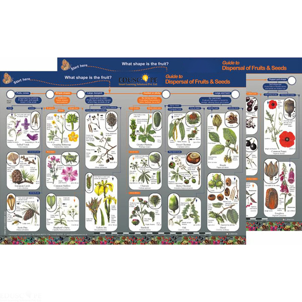 Key to Identifying Dispersal of Fruits and Seeds