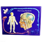 Nervous System Model