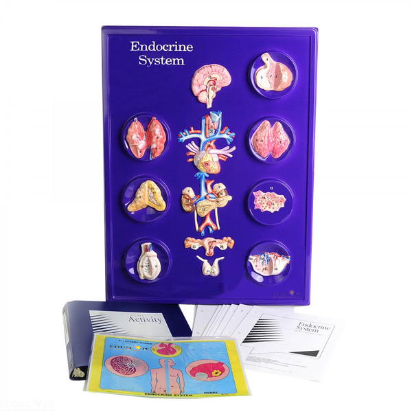 Endocrine System Model Activity Set