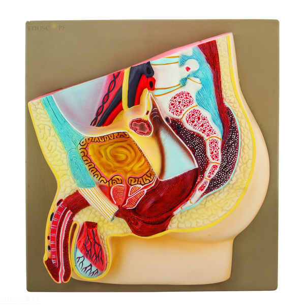 Male Pelvis Section Model
