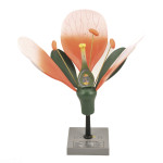 Typical Flower Model