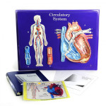 Circulatory System Model Activity Set