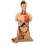 Torso Life Size Bisexual Model