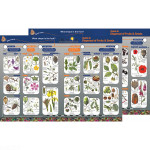 Key to Identifying Dispersal of Fruits and Seeds