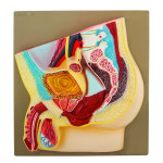 Male Pelvis Section Model