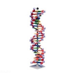DNA Model