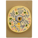 Plant Cell Model