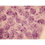 Cell Division Slide Set of 9