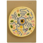 Plant Cell Model